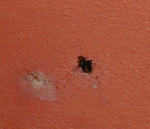 bleeb.jpg - 24421 Bytes